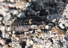 Sphenophorus cariosus