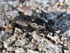 Sphenophorus cariosus