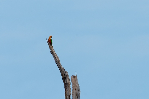 Jandaya Parakeet