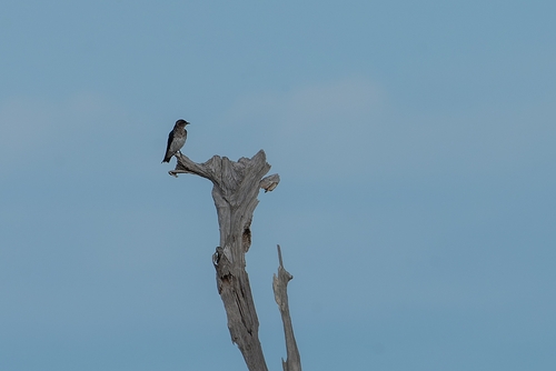 Gray-breasted Martin