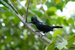 Glossy Antshrike photo 2