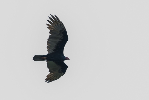 Turkey Vulture