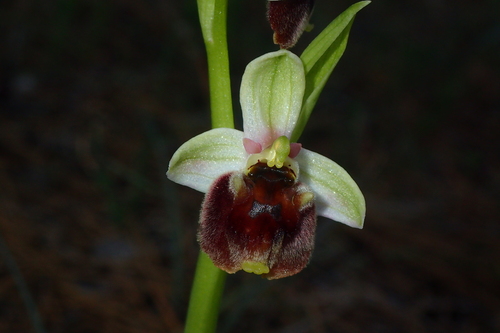 Image of Ophrys bornmuelleri by (c) Julien Renoult, some rights reserved (CC BY)