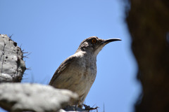 Toxostoma curvirostre