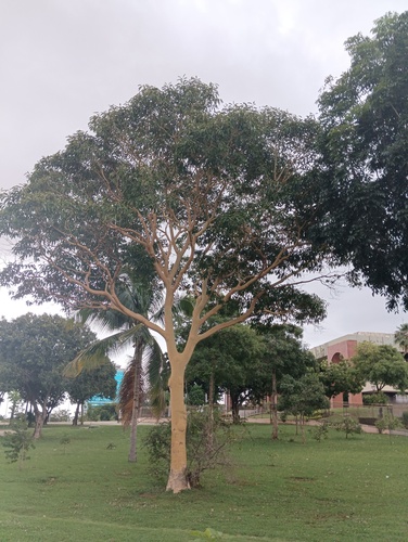 Foto de Sabiá