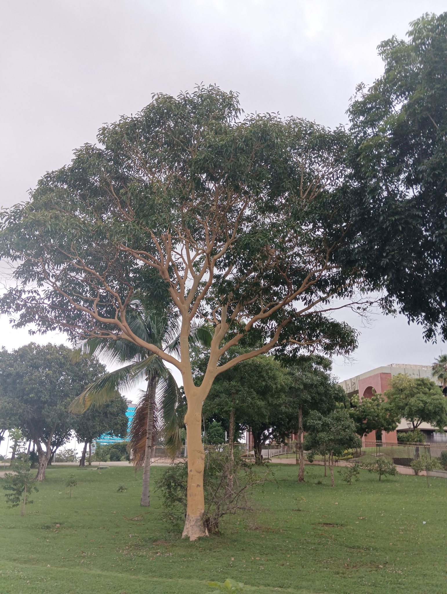 Albizia niopoides (Spruce ex Benth.) Burkart