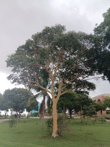 Foto de Sabiá