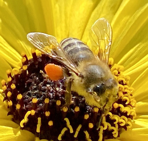 iNaturalist observation photo of Western Honey Bee