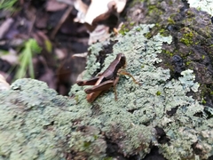 Huastecacris truncatipennis