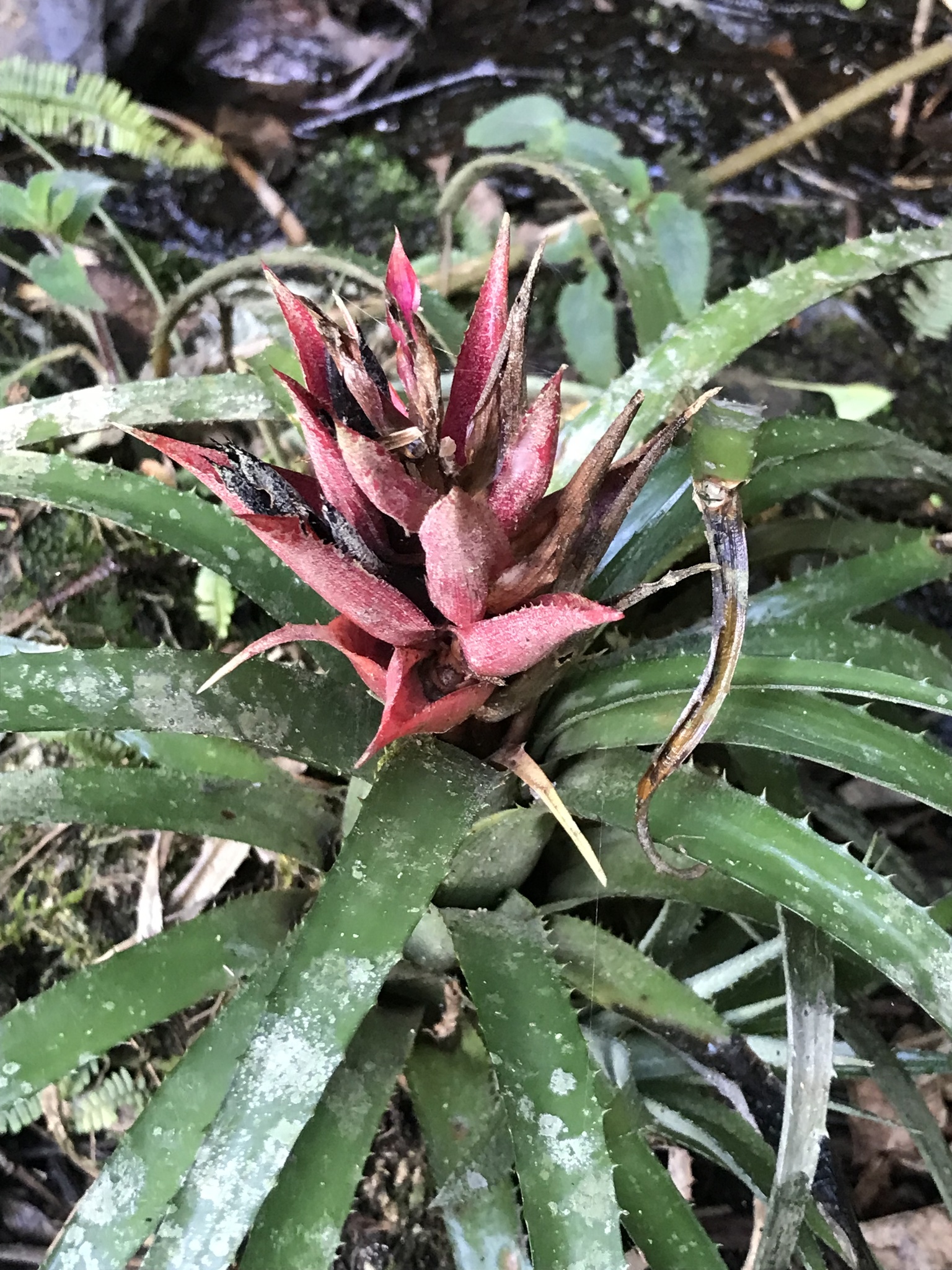 Aechmea recurvata