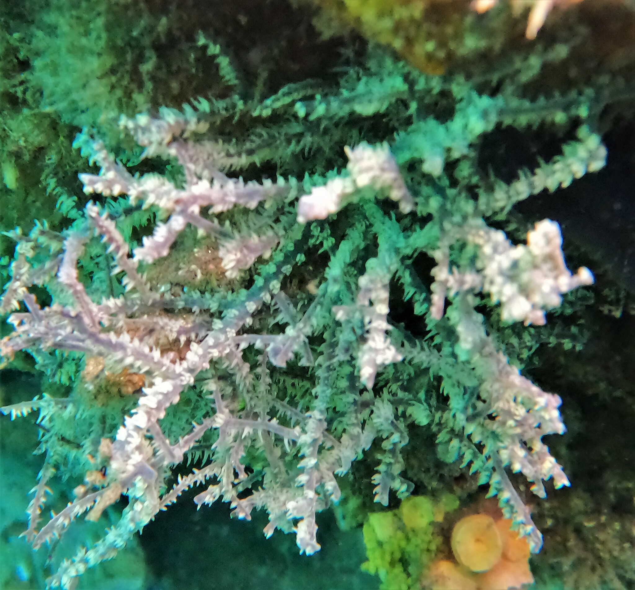 Antipathes galapagensis Deichmann, 1941