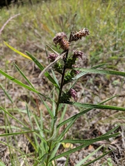 Liatris hirsuta