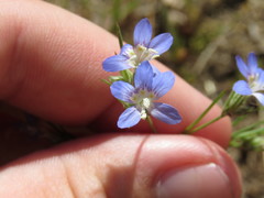 Eriastrum sapphirinum