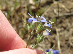 Eriastrum sapphirinum
