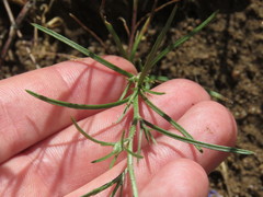 Eriastrum sapphirinum