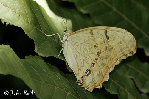 White Morpho