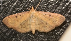 Herpetogramma fluctuosalis