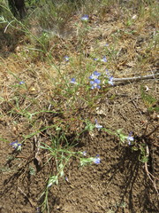 Eriastrum sapphirinum