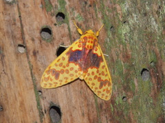 Amaxia pulchra