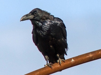 Chihuahuan Raven from Elgin Rd, Elgin, AZ, USA on September 05, 2012 at ...