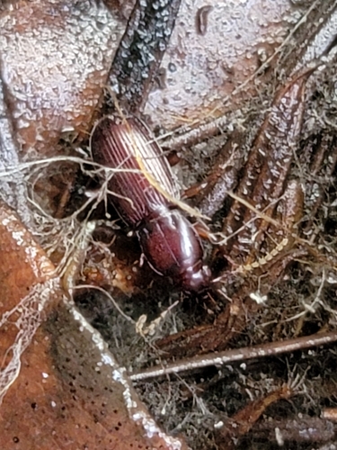 Pterostichus angustus photo 4