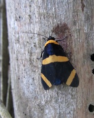 Viviennea flavicincta