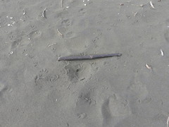 Charadrius obscurus aquilonius