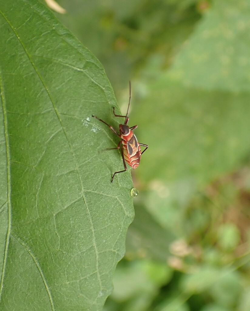 True Bugs from Rubirizi, Uganda on February 21, 2023 at 01:05 PM by ...