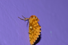 Chrysoecia dela