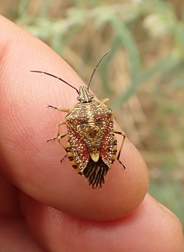 Stink Bugs, Shield Bugs, and Allies from Kanungu, Uganda on February 21 ...