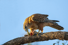 Red Goshawk photo 3