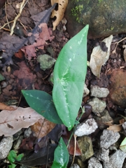 Passiflora megacoriacea image