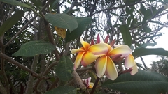 Plumeria rubra