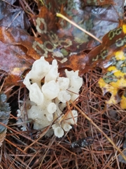 Sebacina sparassoidea