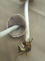Agaricineae