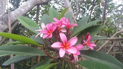 Plumeria rubra