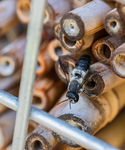 How to identify Megachile lucidiventris Smith, 1853