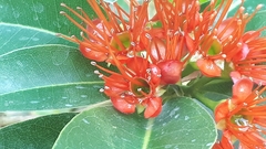 Xanthostemon youngii