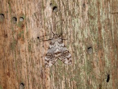 Eucereon chloraenoma