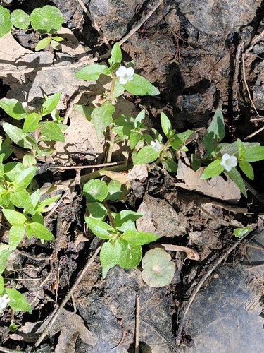 Image of Gratiola virginiana by (c) Rebecca Gimenez Husted, some rights reserved (CC BY)
