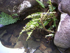 Blechnum appendiculatum