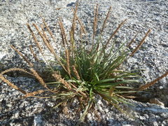 Plantago maritima juncoides