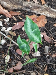 Passiflora megacoriacea image