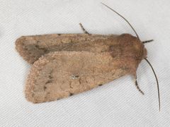Protorthodes incincta