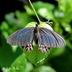 Parides photinus
