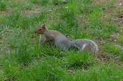 Sciurus carolinensis