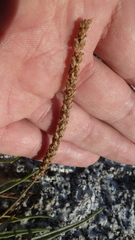 Plantago maritima juncoides