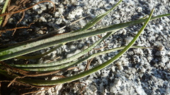 Plantago maritima juncoides
