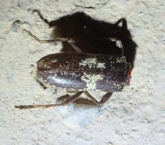 Enaphalodes taeniatus