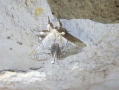 Olceclostera seraphica